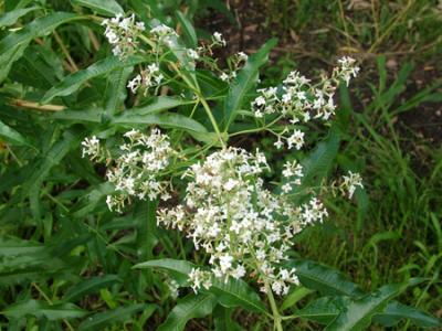 Aloysia triphylla (cedrón, hierba Luisa)